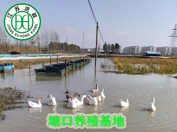 塘口養殖基地
