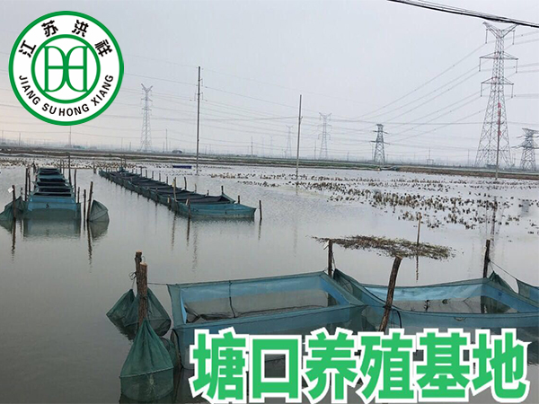 塘口養殖基地